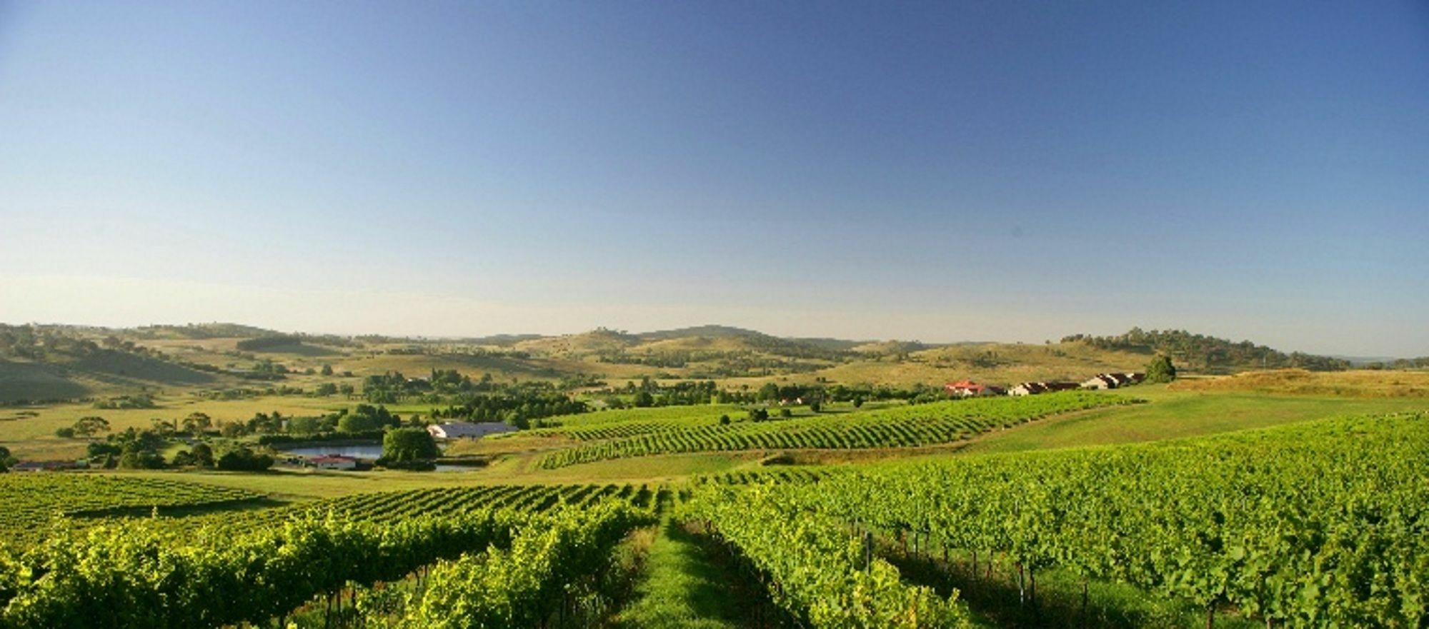 Turners Vineyard 4* Orange