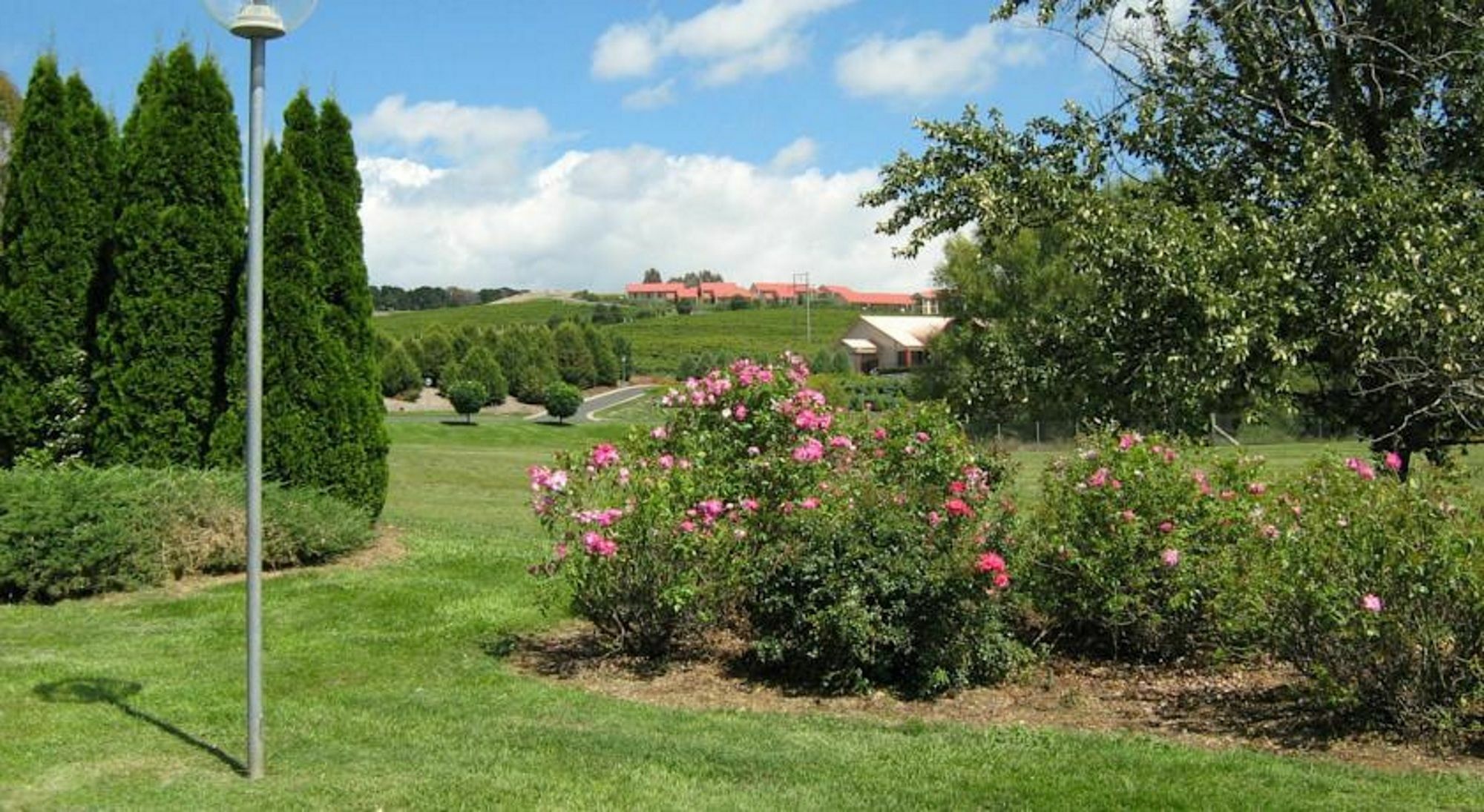 Turners Vineyard