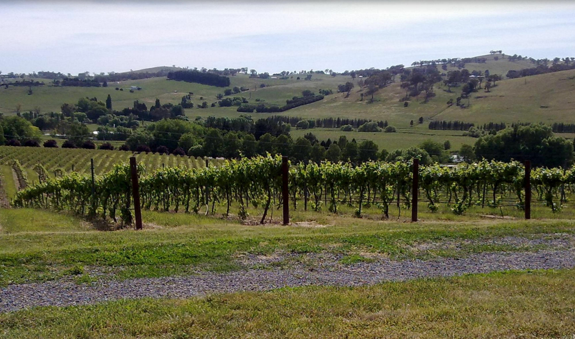 Turners Vineyard Orange